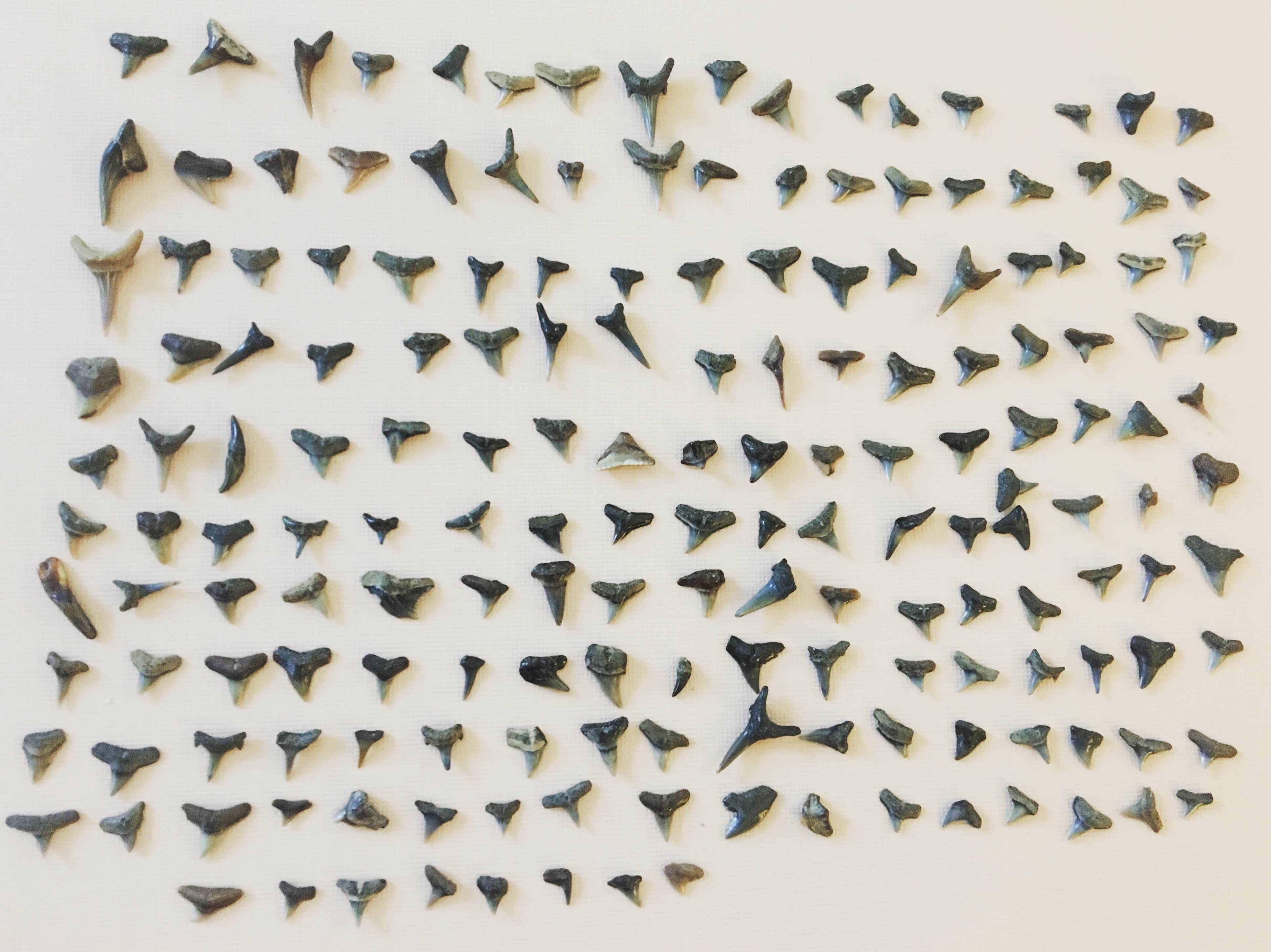 Camper-submitted photo at Breezy Point Beach near Huntingtown, MD