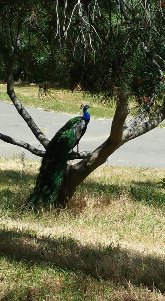 Camper submitted image from Lake Solano County Park - 3