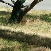 Review photo of Lake Solano County Park by Lisa E., August 9, 2018