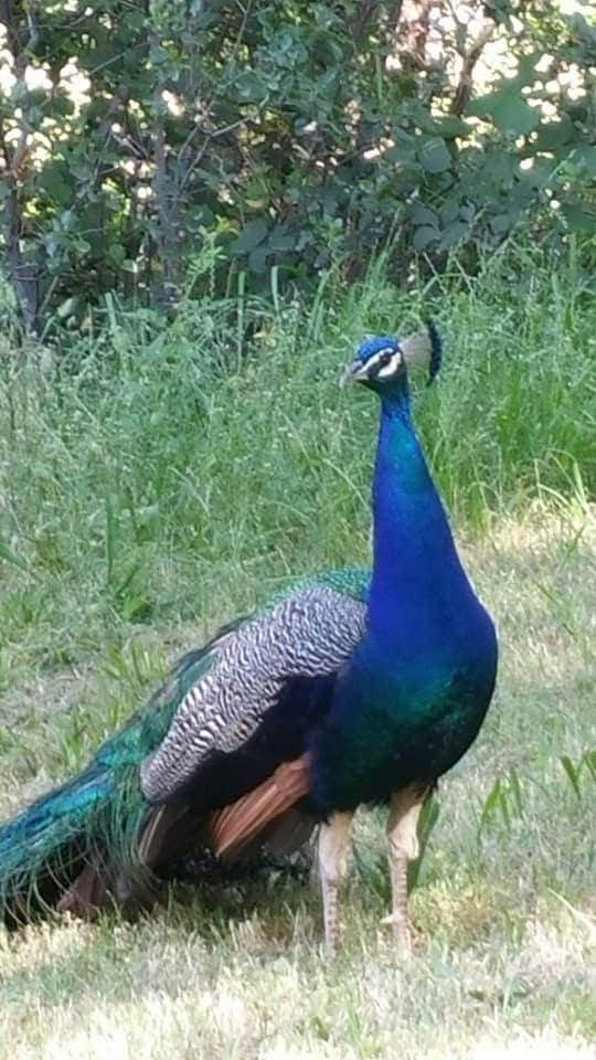 Camper-submitted photo at Lake Solano County Park near Winters, CA