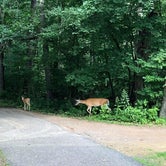 Review photo of Wild River State Park Campground by Stephanie L., August 9, 2018