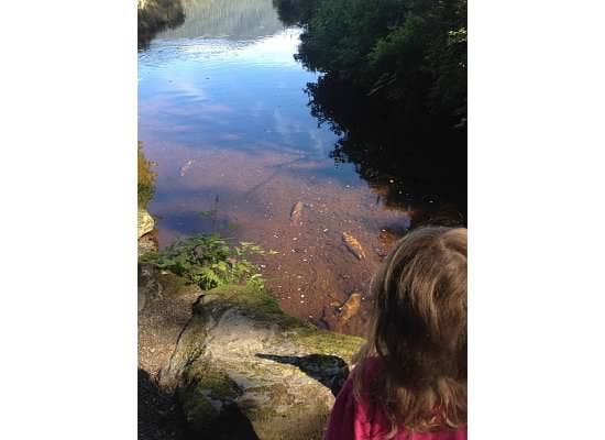 Camper submitted image from Signal Creek Campground - 4