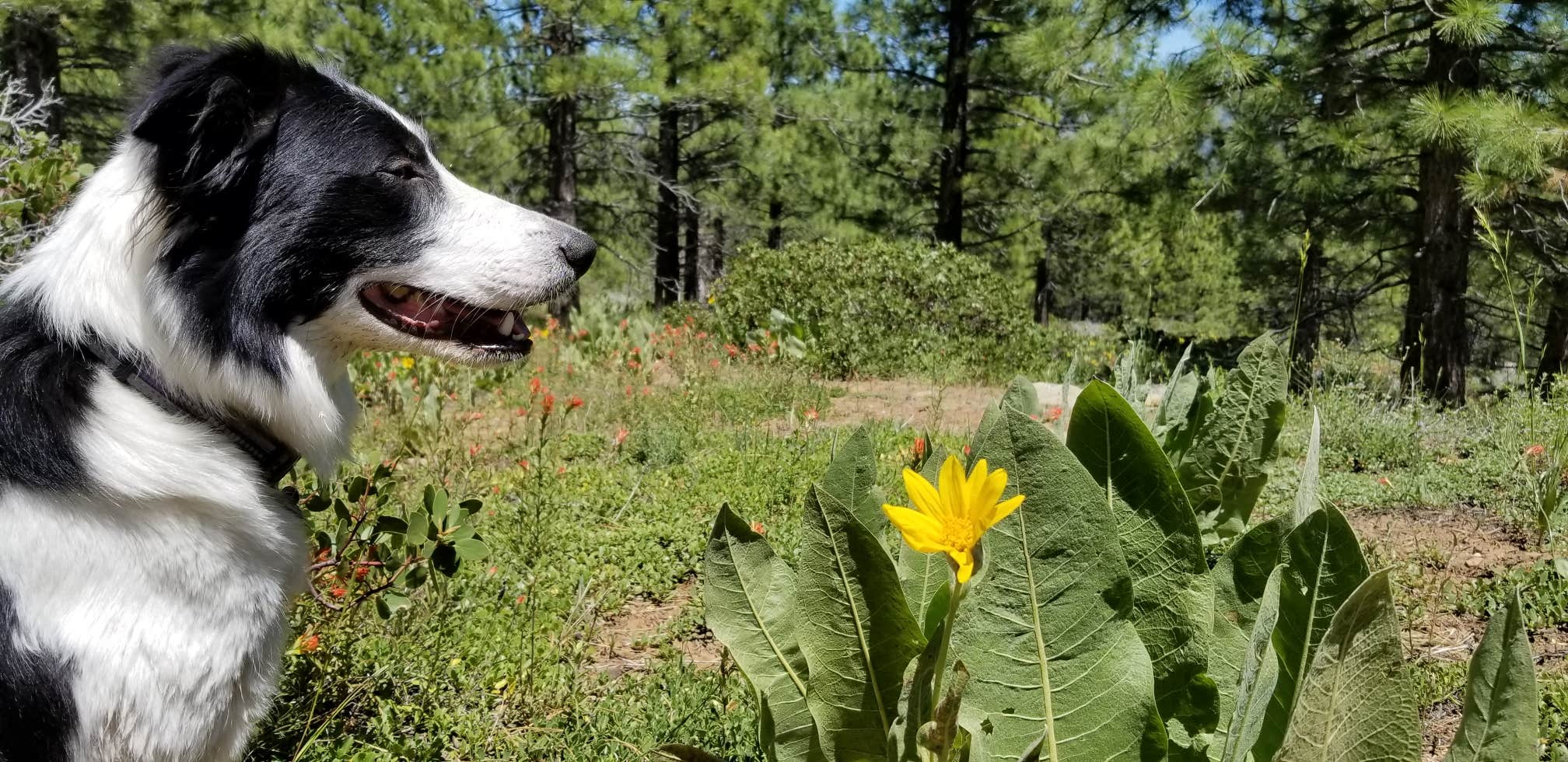 Jake H.'s photo of camping with pets at Big Dog Valley near Loyalton, CA