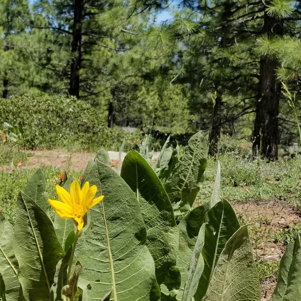 Big Dog Valley Camping Loyalton, CA
