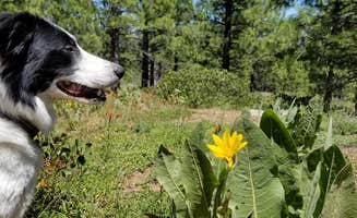 Jake H.'s photo of camping with pets at Big Dog Valley near Verdi, NV