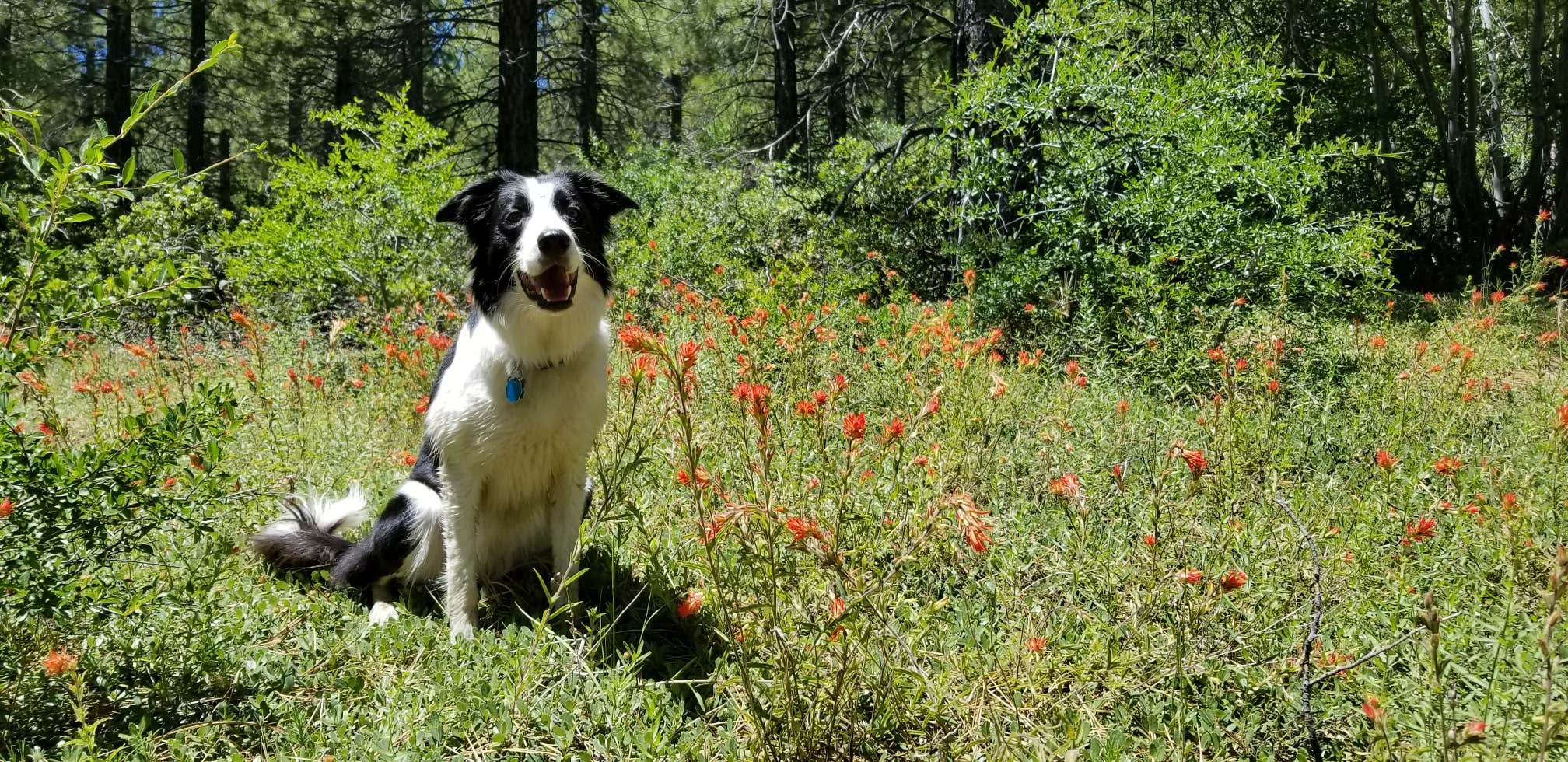 Jake H.'s photo of camping with pets at Big Dog Valley near Loyalton, CA