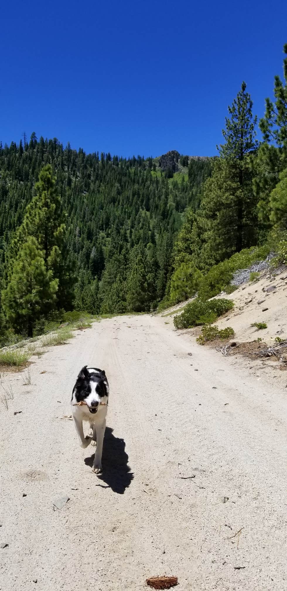 Jake H.'s photo of camping with pets at Big Dog Valley near Sparks, NV