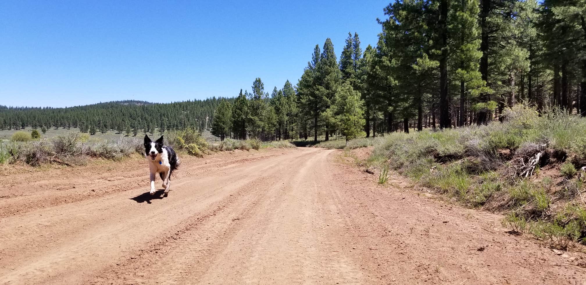 Camper submitted image from Big Dog Valley - 5