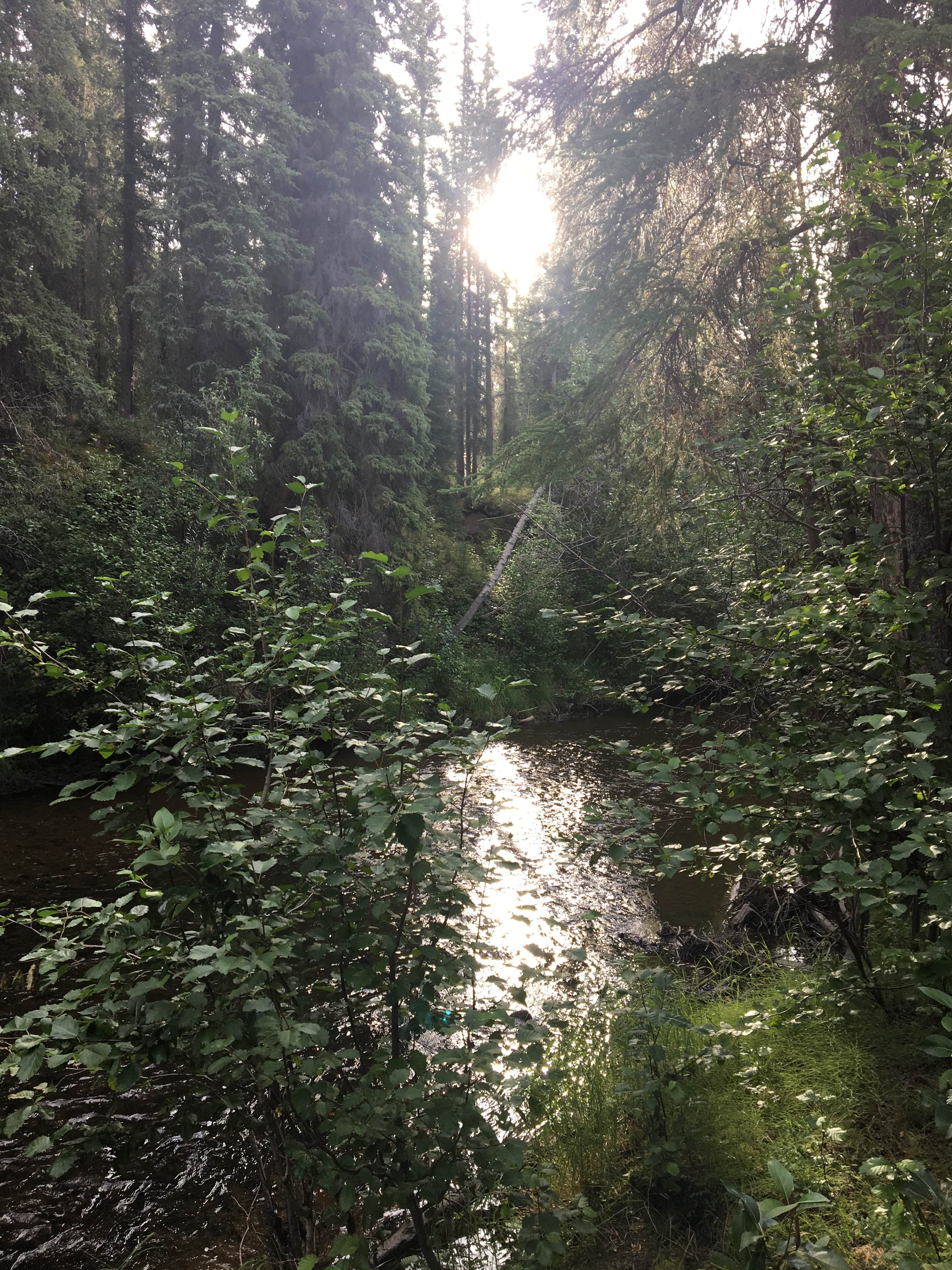 Camper-submitted photo at Tolsona Wilderness Campground near Gakona, AK