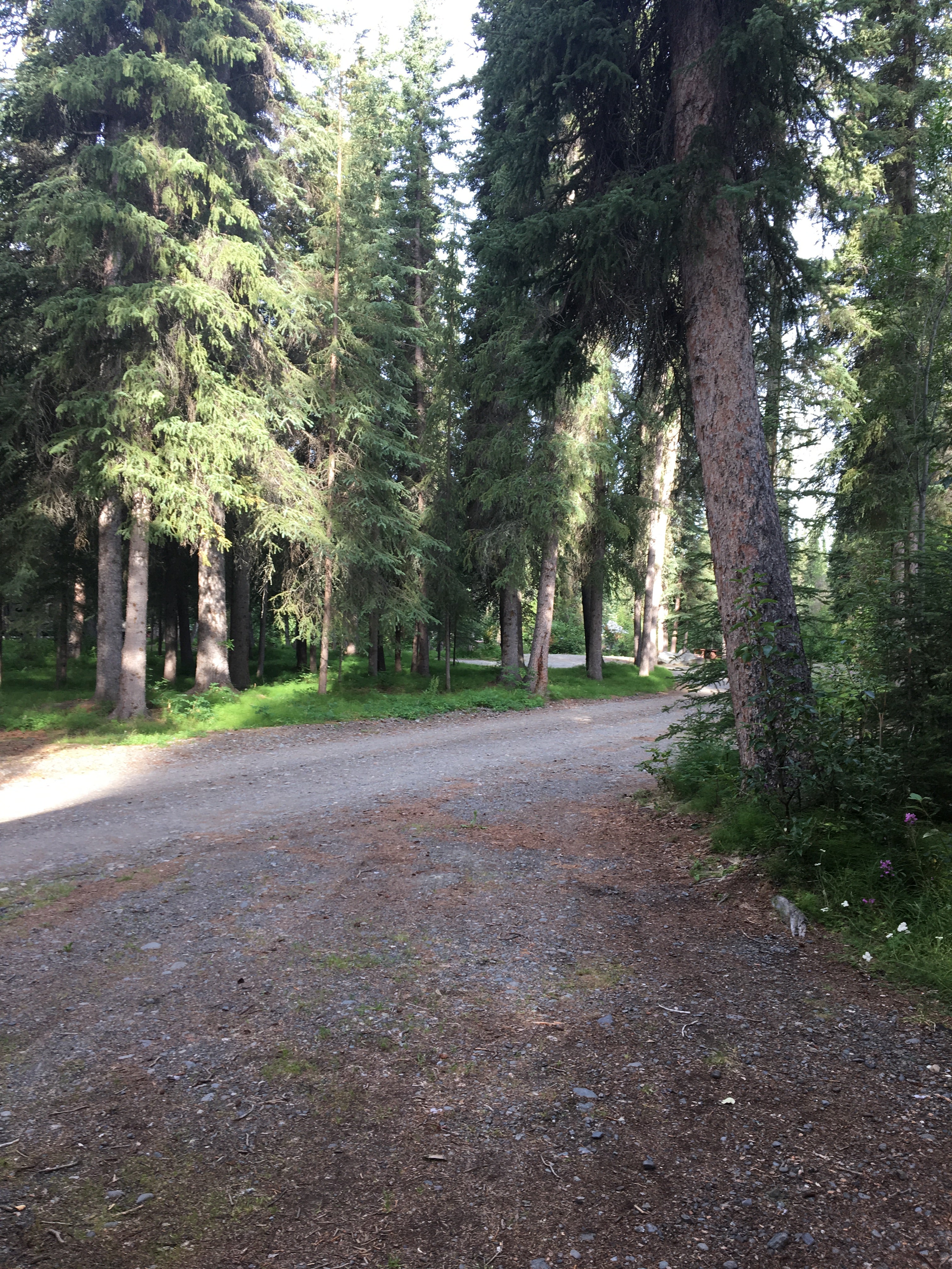 Camper submitted image from Tolsona Wilderness Campground  - 3