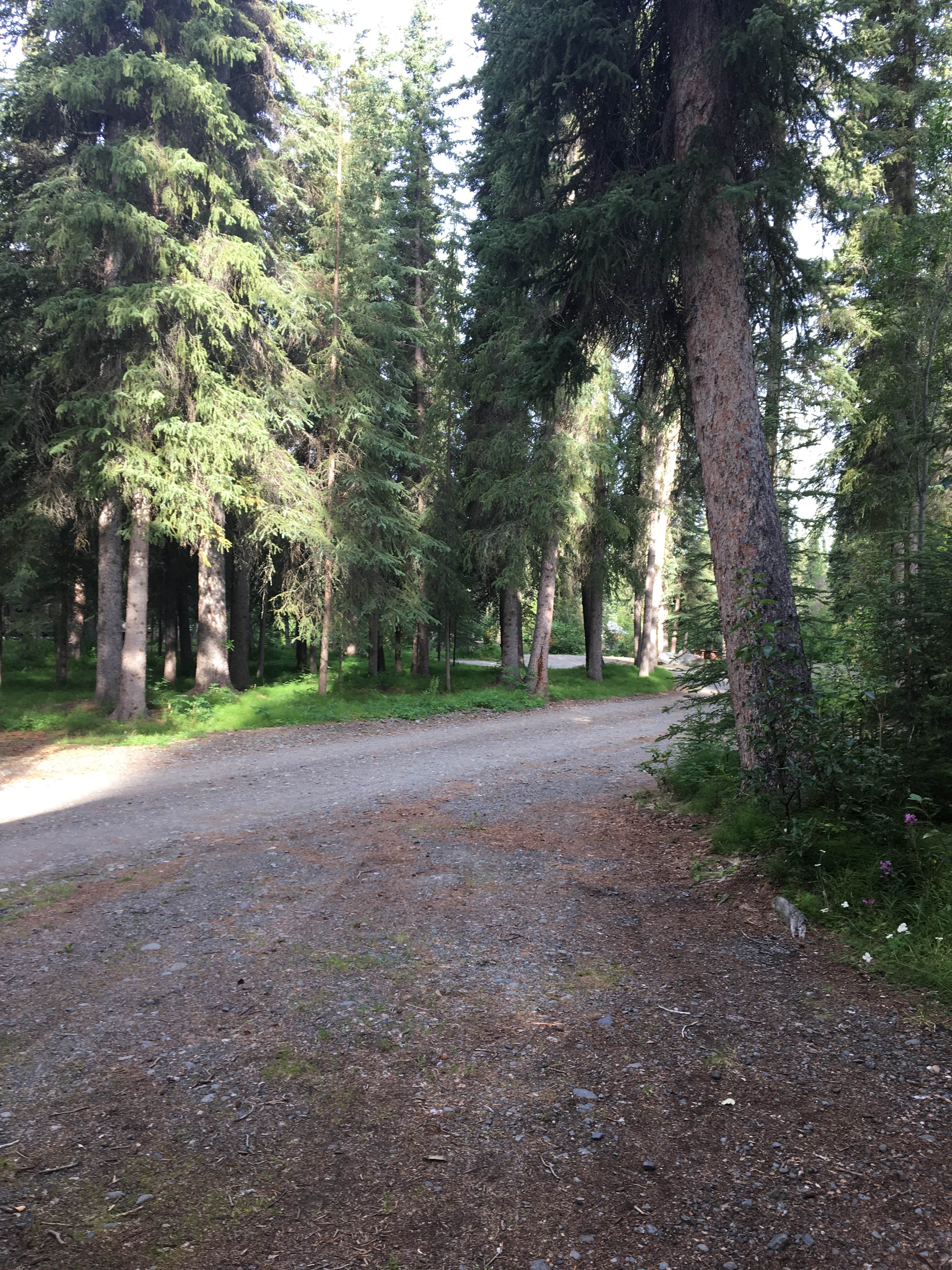 Camper submitted image from Tolsona Wilderness Campground - 3