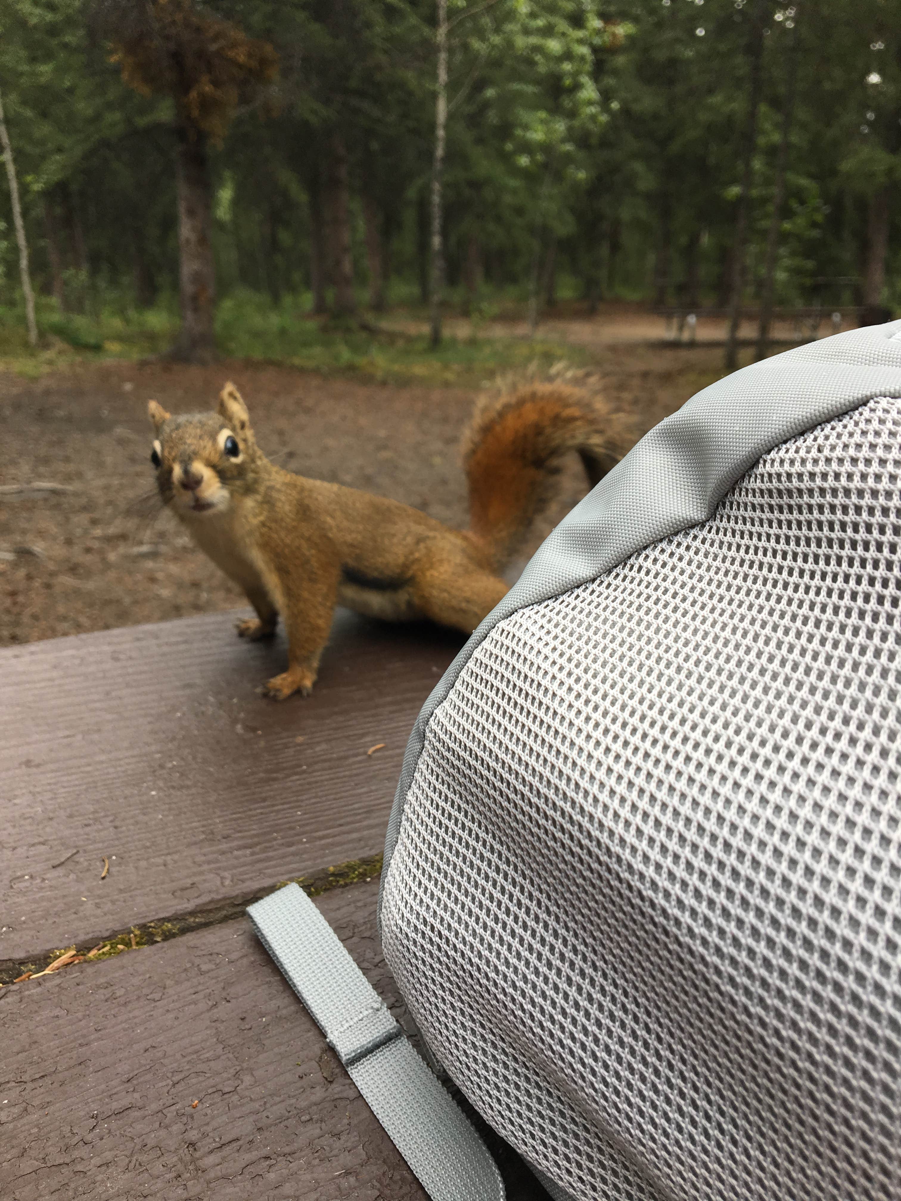 Riley Creek Campground — Denali National Park
