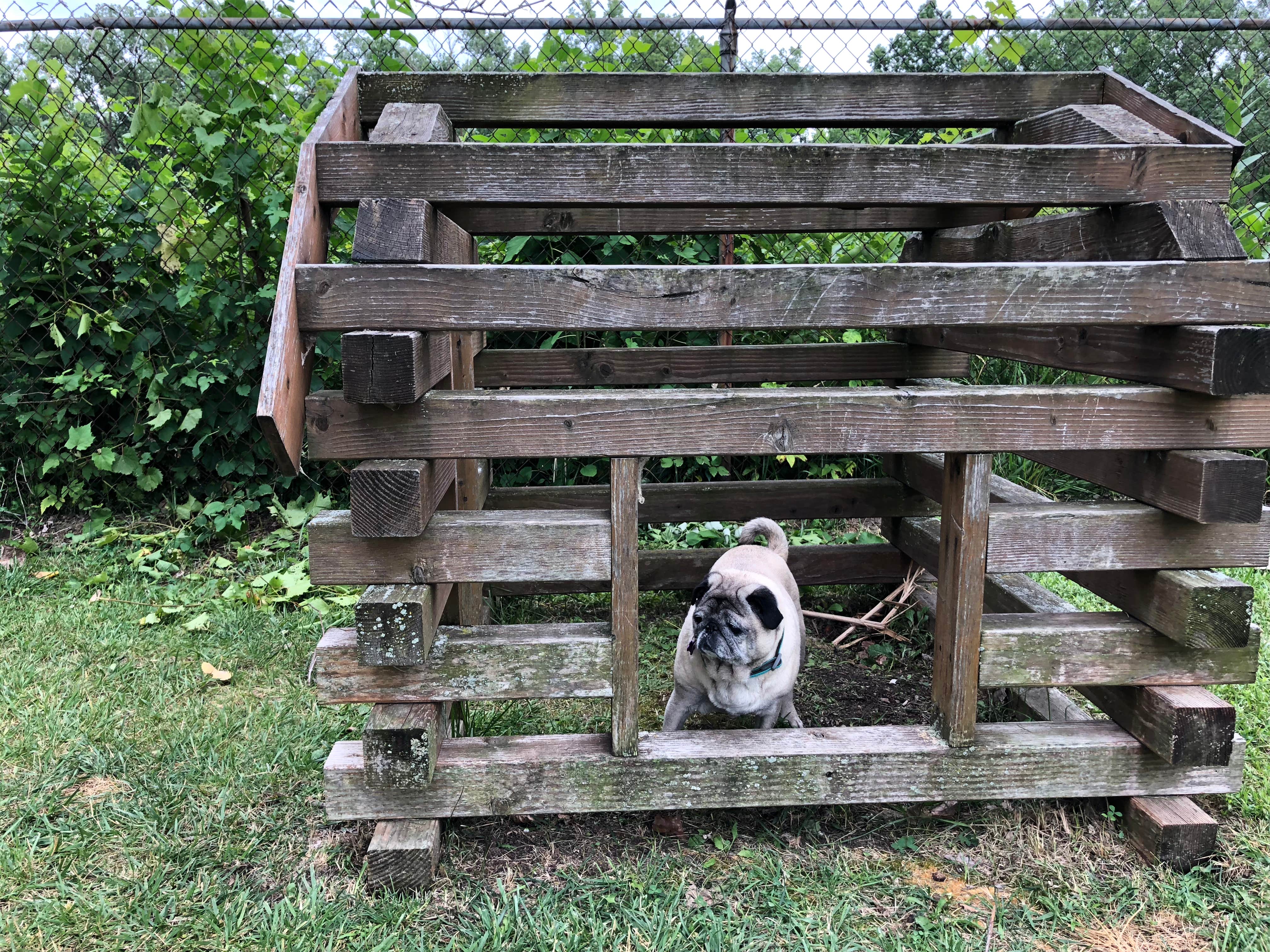 Beth G.'s photo of camping with pets at Monroe-Toledo North KOA near New Boston, MI