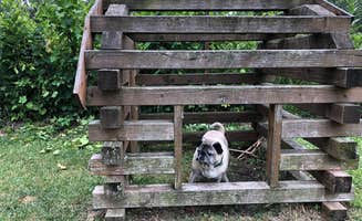 Beth G.'s photo of camping with pets at Monroe-Toledo North KOA near Clayton, MI