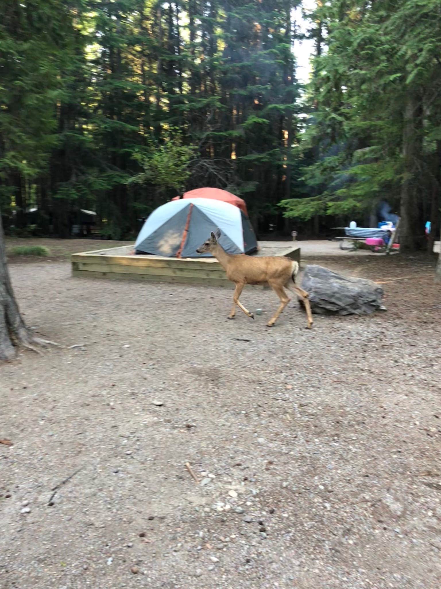 Audra D.'s photo at Fish Creek Campground — Glacier National Park near West Glacier, MT