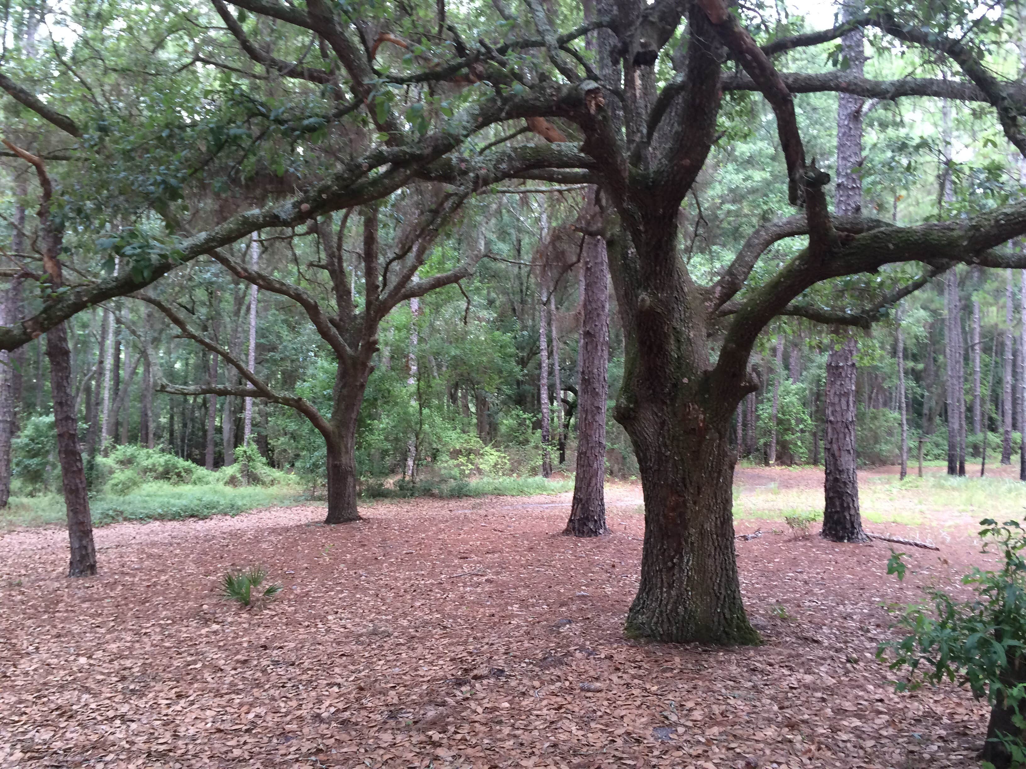 Camper submitted image from Lake Louisa State Park Campground - 2