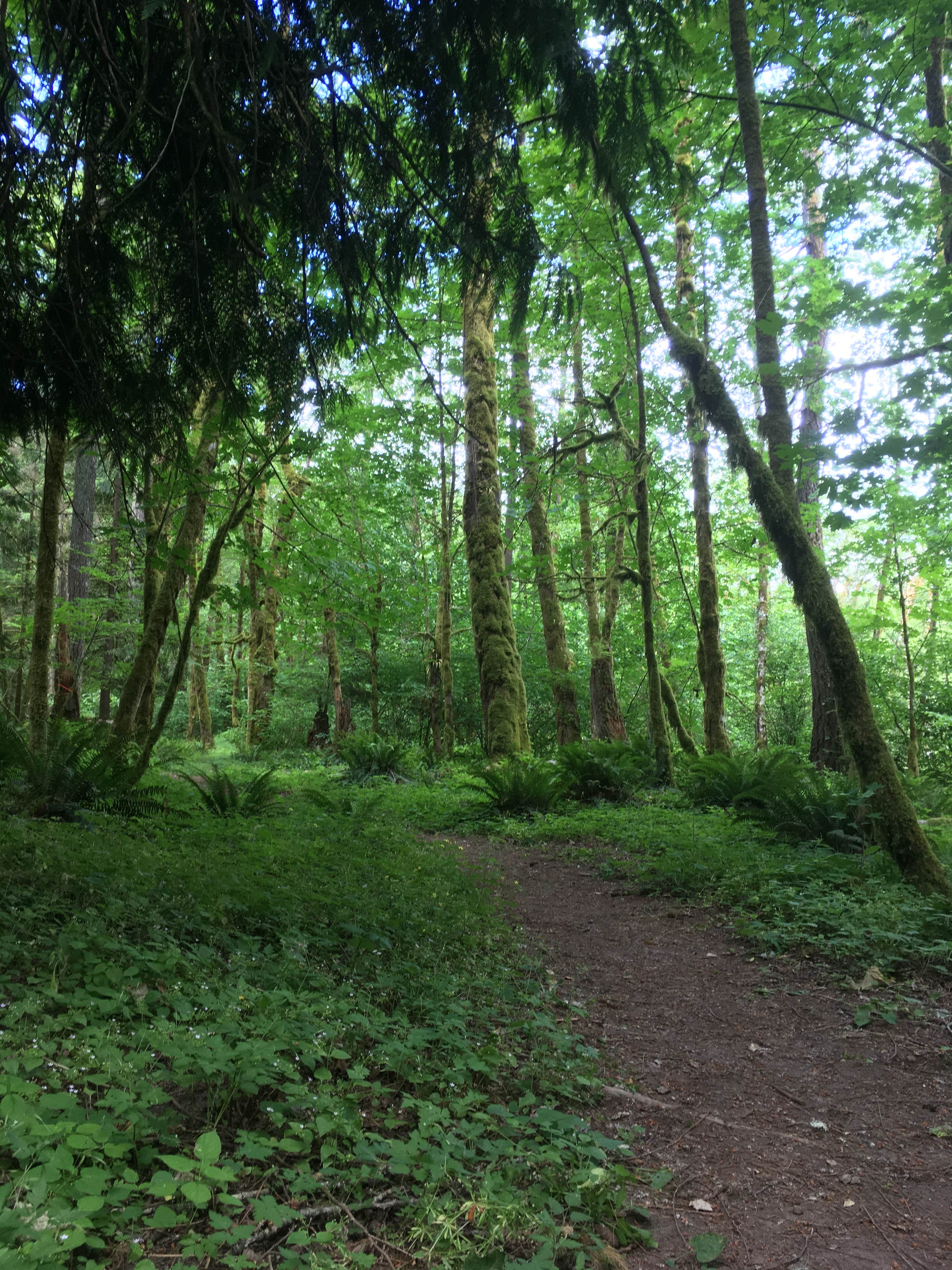 Hiking trail in the campground 
