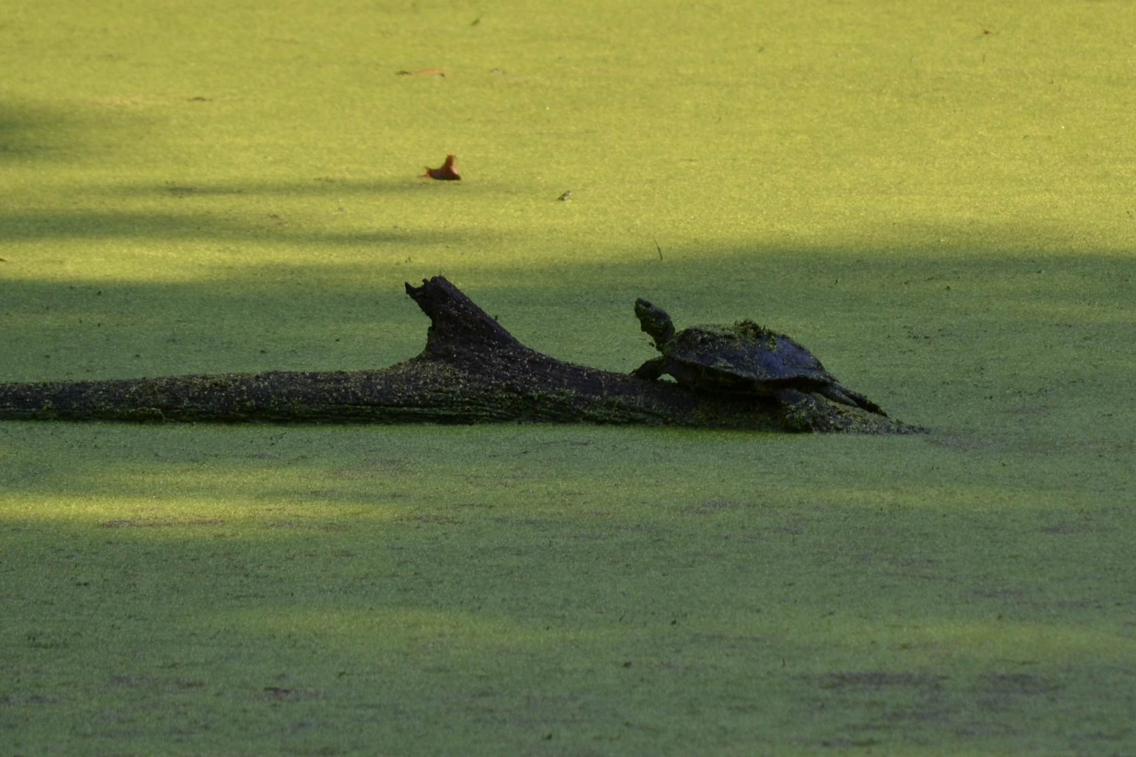 Camper submitted image from Tippecanoe River State Park Campground - 5