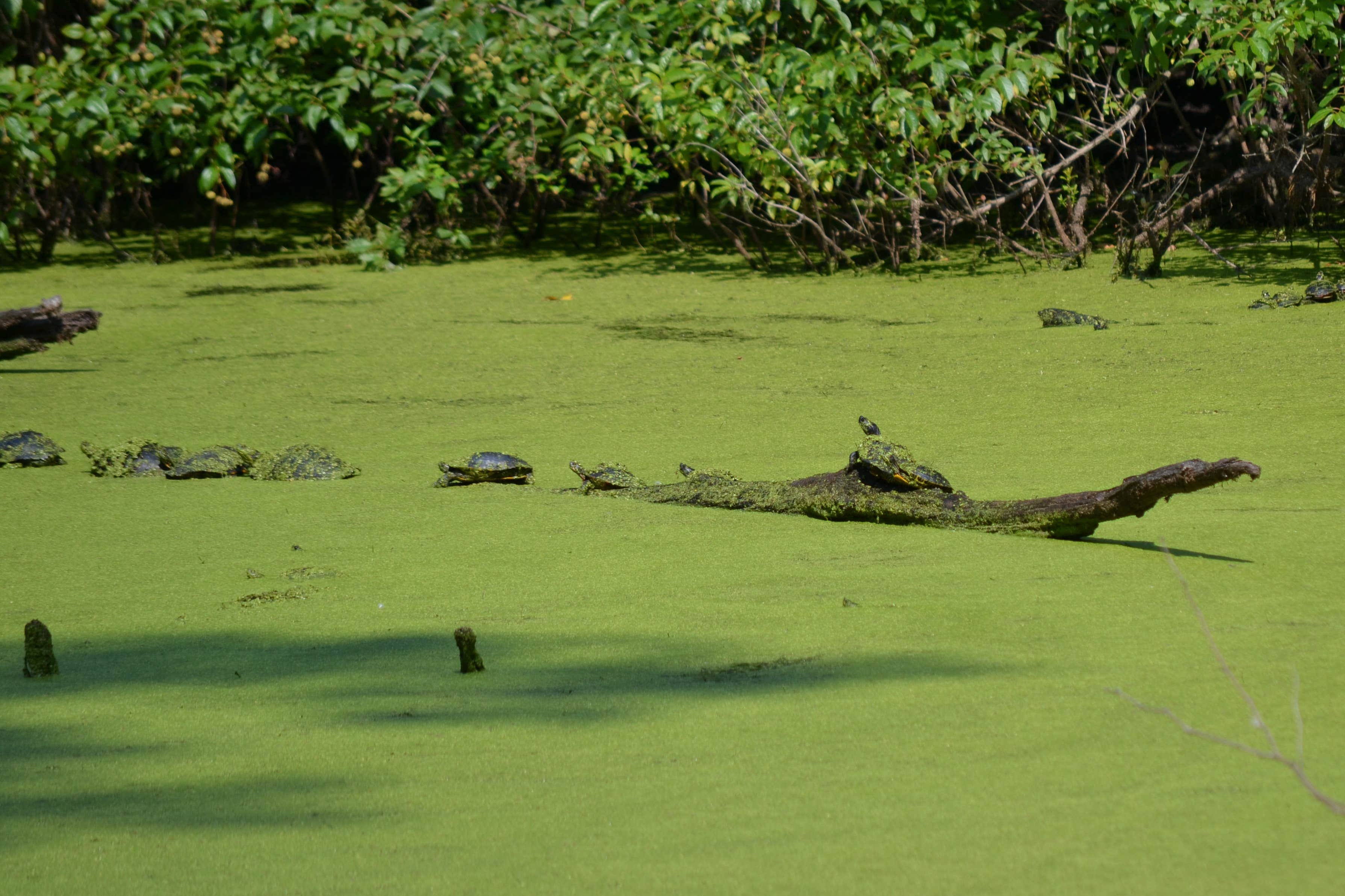 Camper-submitted photo at Tippecanoe River State Park Campground near Monticello, IN