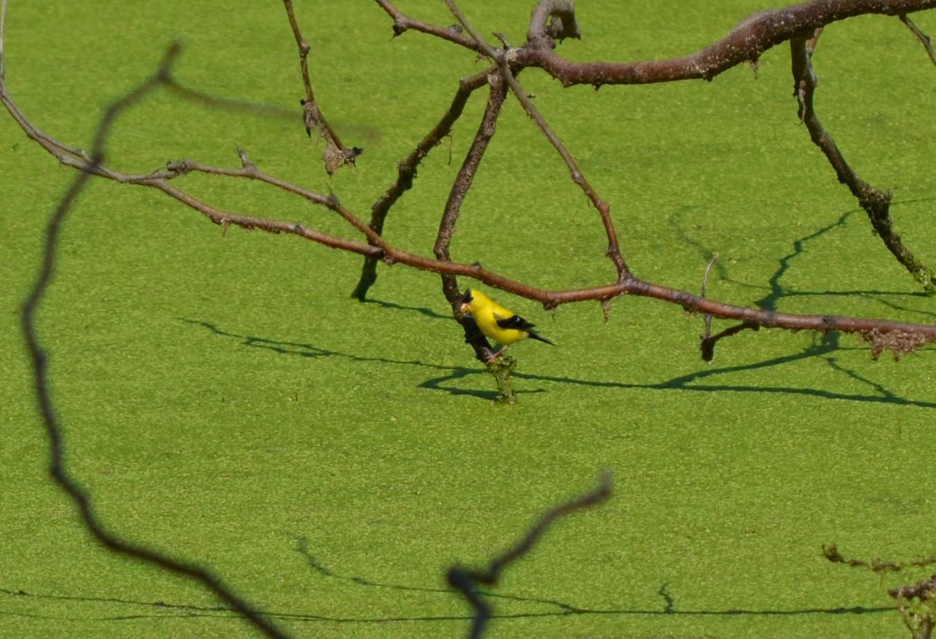 Camper-submitted photo at Tippecanoe River State Park Campground near Monticello, IN