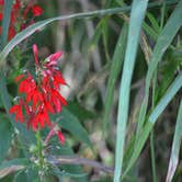 Review photo of Tippecanoe River State Park Campground by Thomas U., August 11, 2018