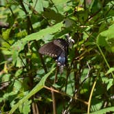 Review photo of Tippecanoe River State Park Campground by Thomas U., August 11, 2018