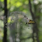 Review photo of Tippecanoe River State Park Campground by Thomas U., August 11, 2018