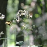 Review photo of Tippecanoe River State Park Campground by Thomas U., August 11, 2018