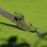 Review photo of Tippecanoe River State Park Campground by Thomas U., August 11, 2018