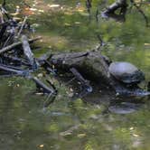 Review photo of Tippecanoe River State Park Campground by Thomas U., August 11, 2018