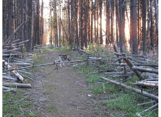 Camper submitted image from East Lemolo Campground - 5