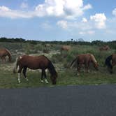 Review photo of Sun Outdoors Ocean City Gateway by Sue V., August 11, 2018