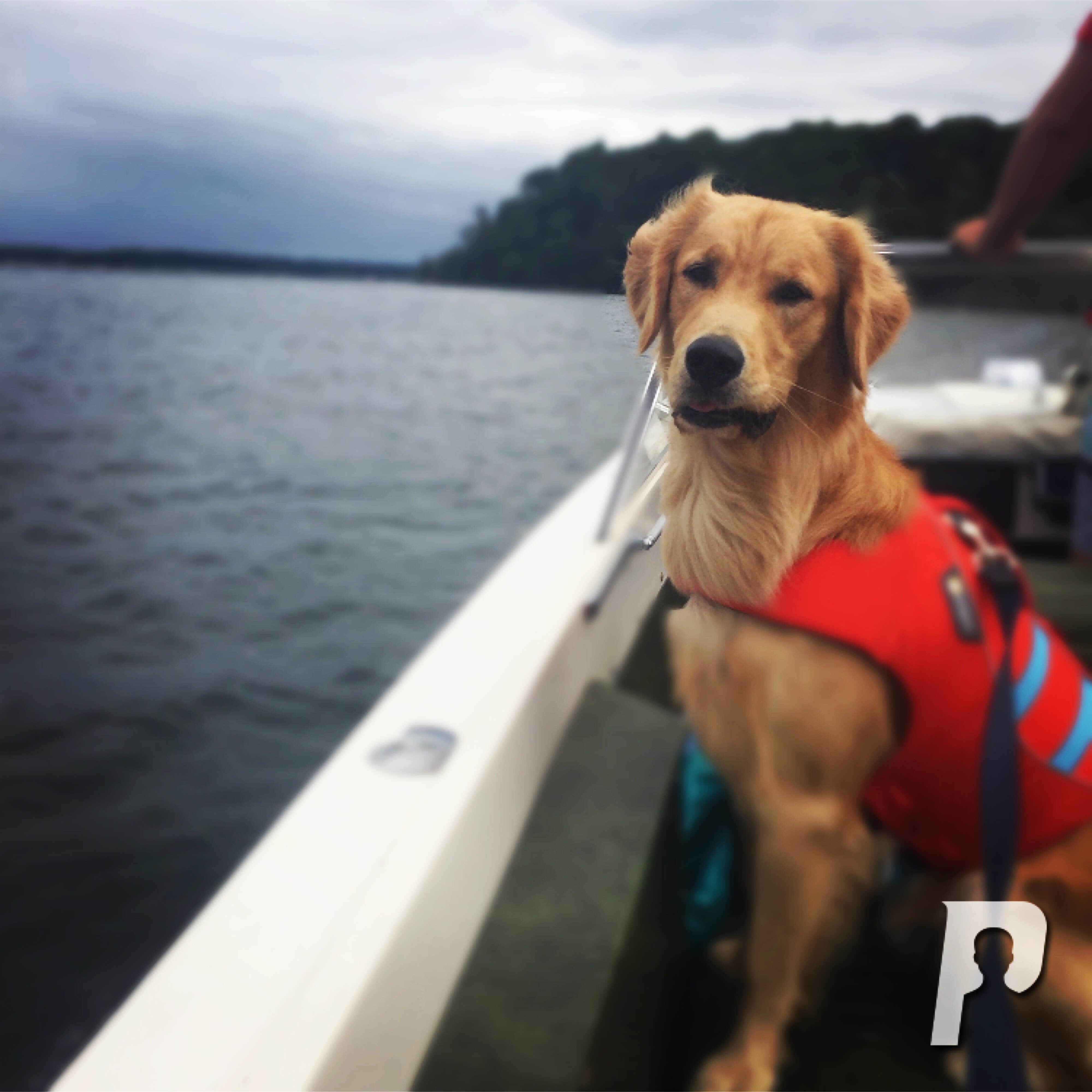 Sarah K.'s photo of camping with pets at Beechwood Campground — Ludington State Park near Free Soil, MI