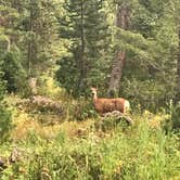 Review photo of Cottonwood Group Campsite by Carrie C., August 11, 2018