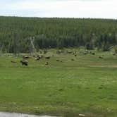 Review photo of Tower Fall Campground — Yellowstone National Park by Stephanie J., August 12, 2018