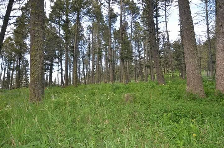 Camper-submitted photo at Johnsrud Park FAS near Bonner, MT