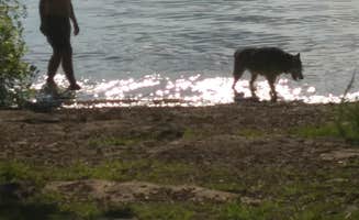 Stephanie J.'s photo of camping with pets at Anderson Road Campground near Gallatin, TN
