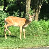 Review photo of Cosby Campground — Great Smoky Mountains National Park by Stephanie J., August 12, 2018