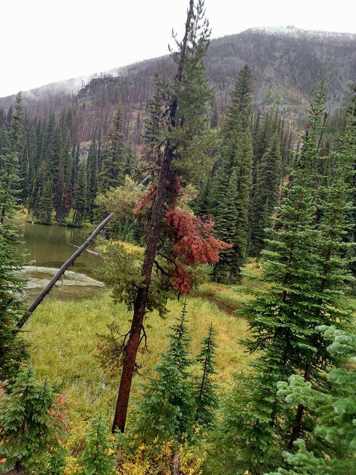 Camper submitted image from Heart Lake Cabin — Yellowstone National Park - 1