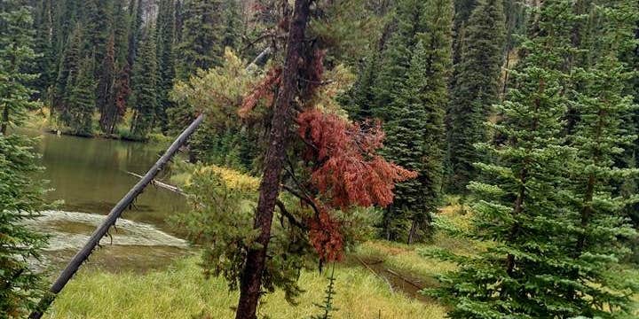 Camper submitted image from Heart Lake Cabin — Yellowstone National Park