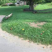 Review photo of Elkmont Campground — Great Smoky Mountains National Park by Stephanie J., August 12, 2018
