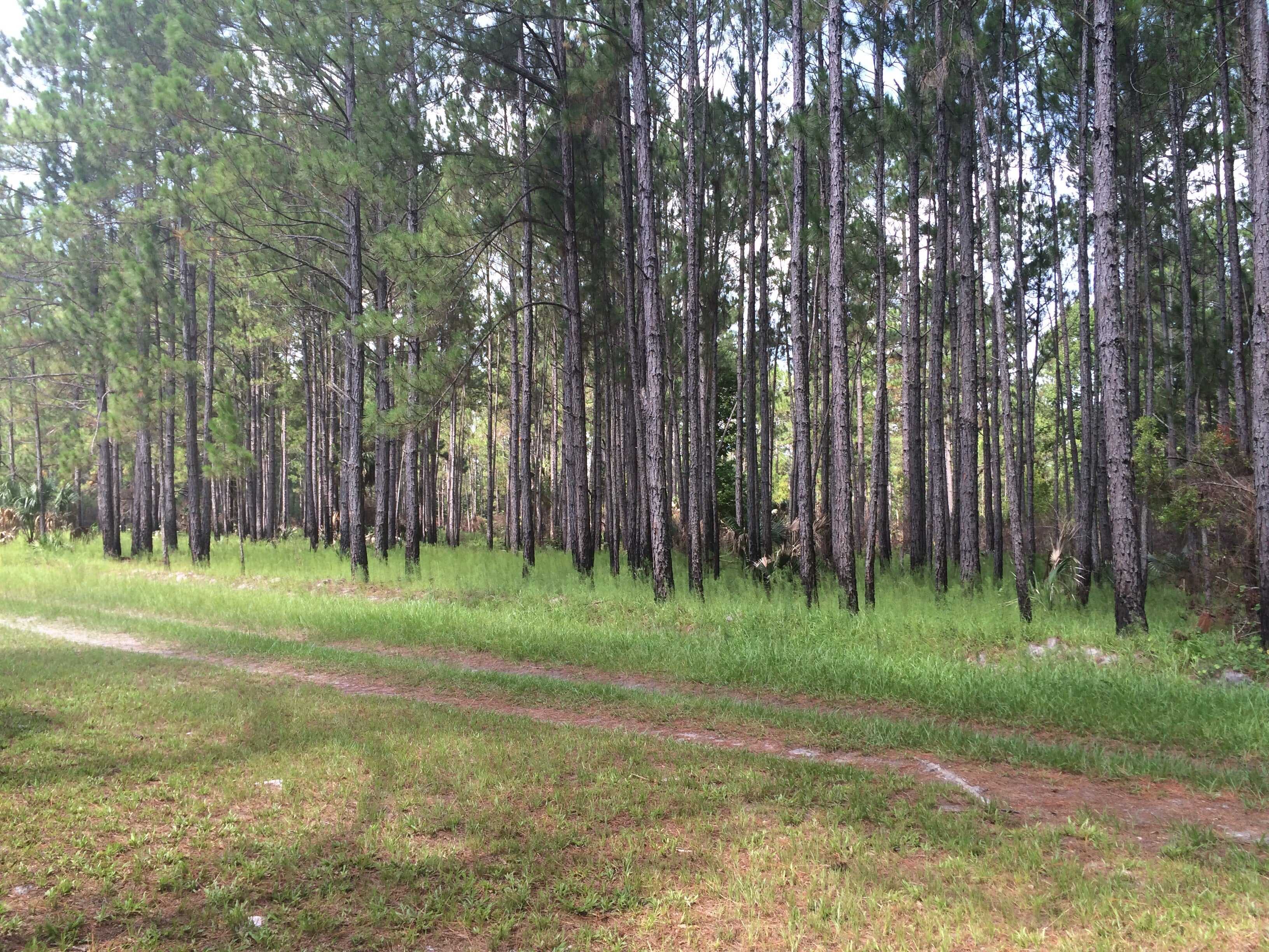 Camper submitted image from Seminole State Forest - Oaks Camp - 1