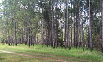 Camping near Seminole State Forest - Moccasin Camp: Seminole State Forest - Oaks Camp, Sorrento, Florida