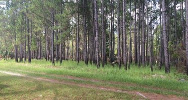 Seminole State Forest - Oaks Camp