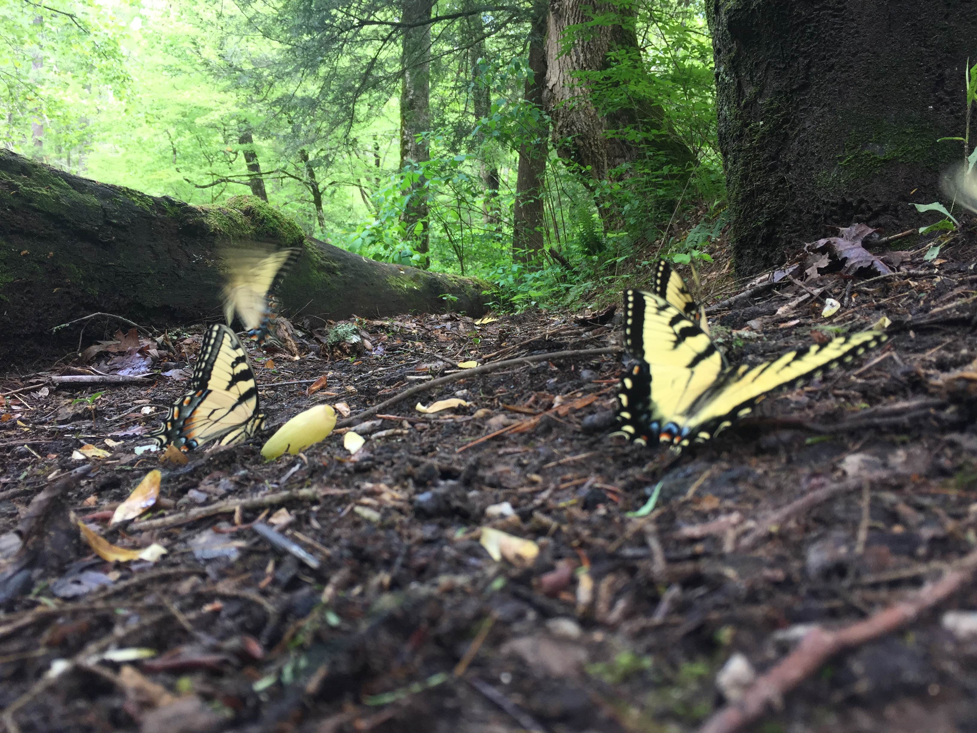 Camper submitted image from Cooper Creek - 2
