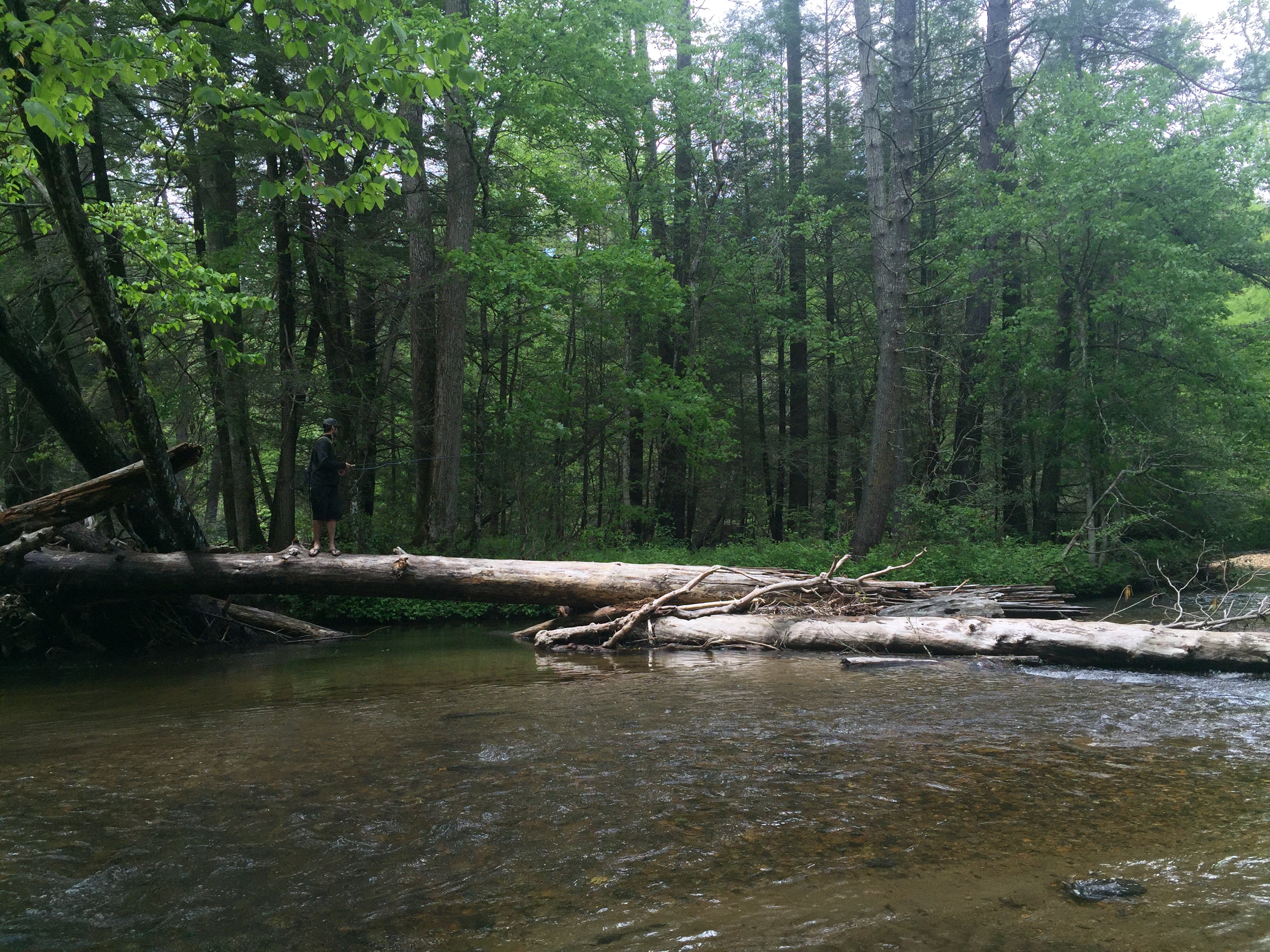 Camper submitted image from Cooper Creek - 3