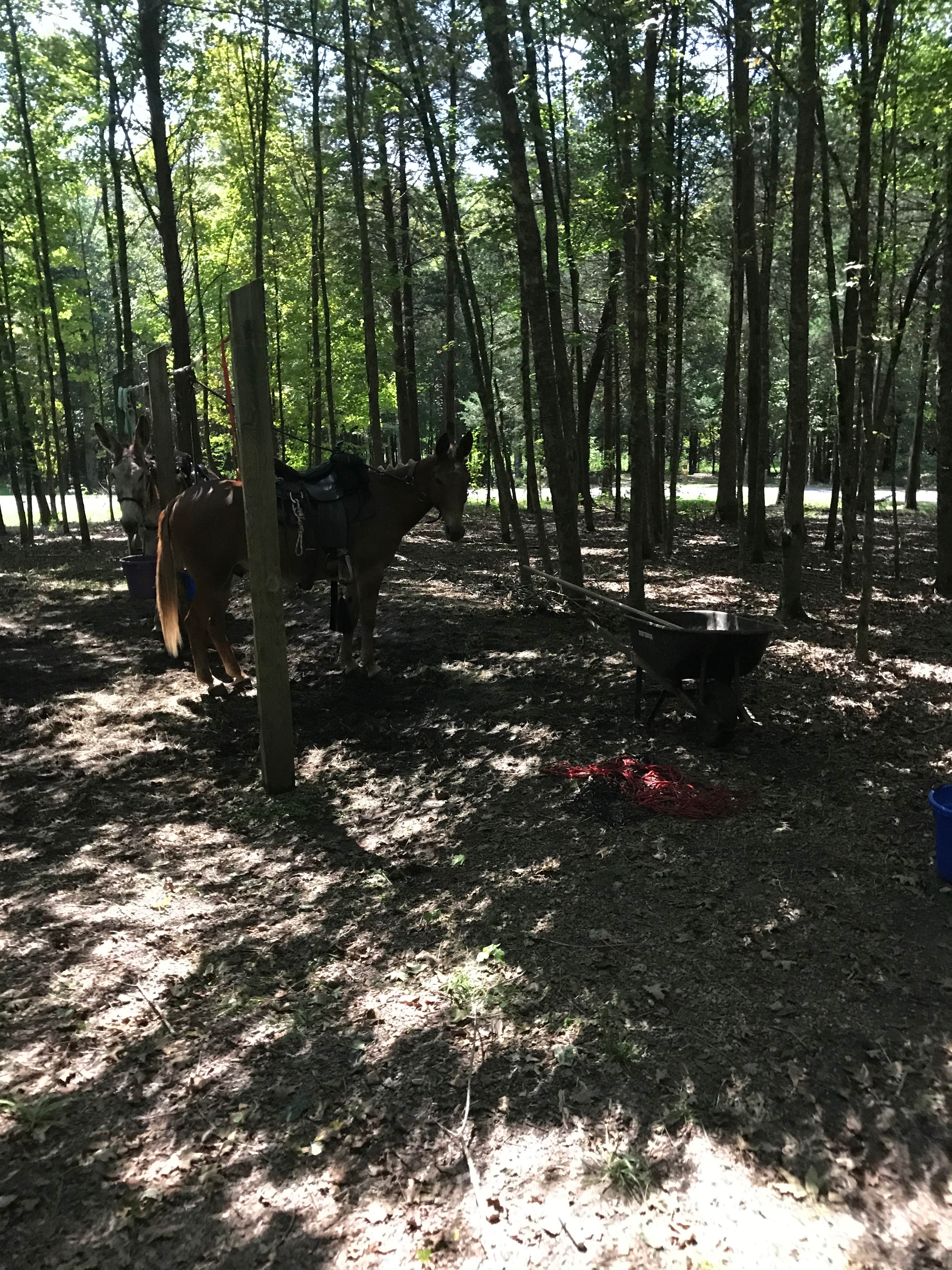 Alicia  B.'s photo of camping with a horse at Sam A. Baker State Park Campground near Bonne Terre, MO