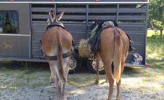 Alicia  B.'s photo of camping with a horse at Ramsey Lake State Recreation Area near Effingham, IL