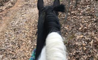Alicia  B.'s photo of camping with pets at McCully Heritage Project near Alton, IL
