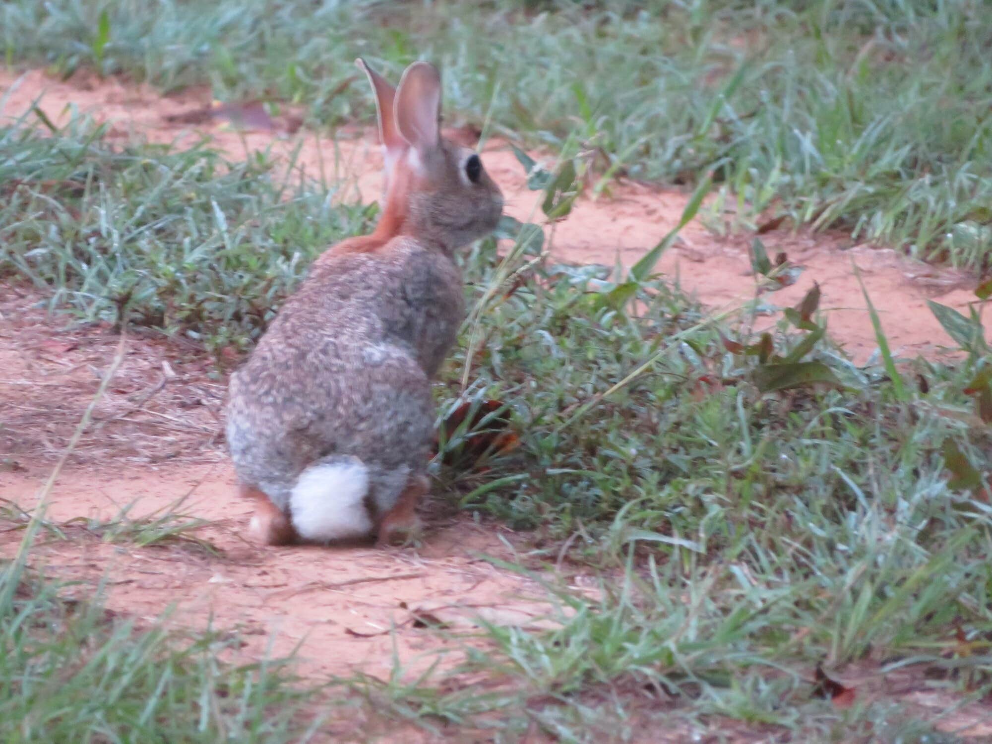 The Dyrt's photo of camping with pets at RV Texoma near Sadler, TX